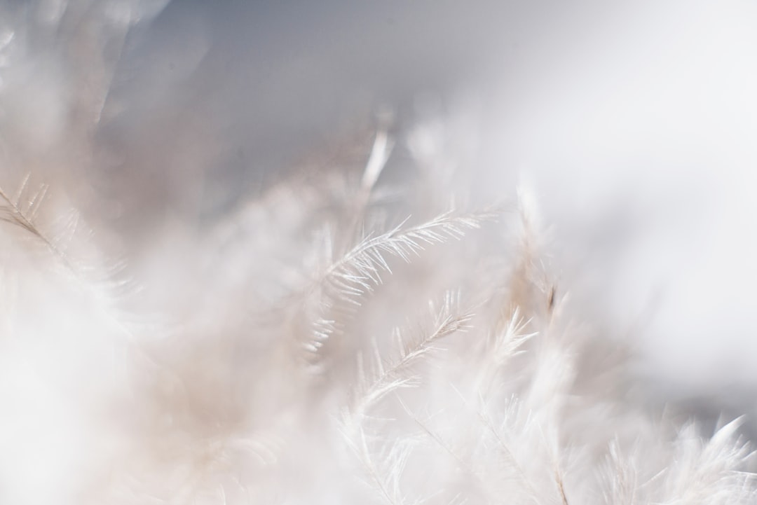 closeup photo of white leaves, Macro shot of White Feather