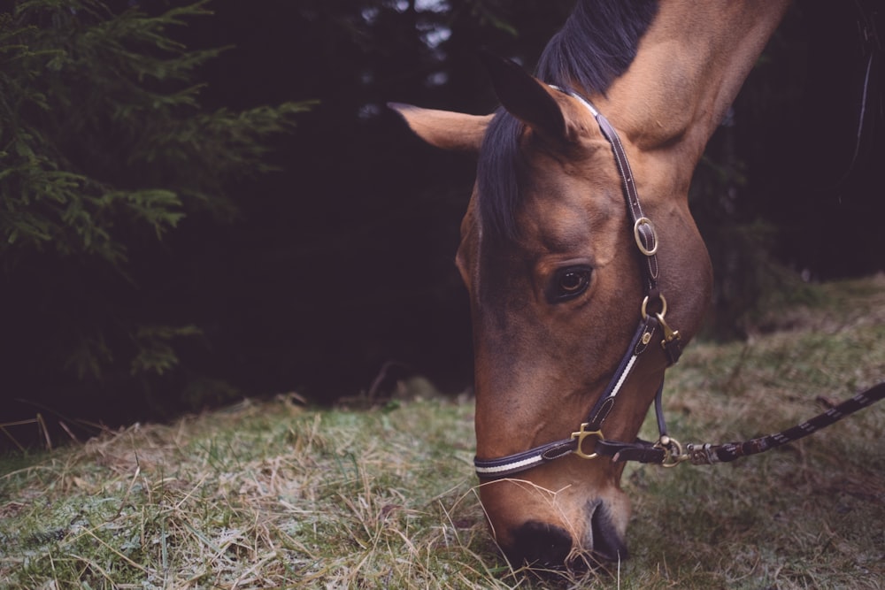 tilt-shift photography of horse
