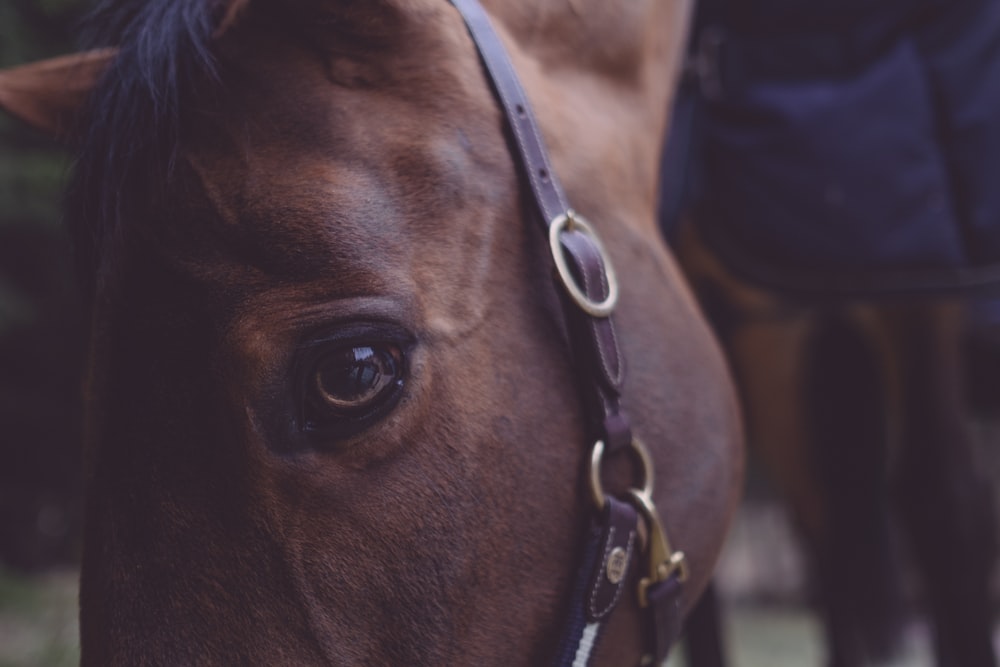 fotografia a fuoco superficiale della testa di cavallo