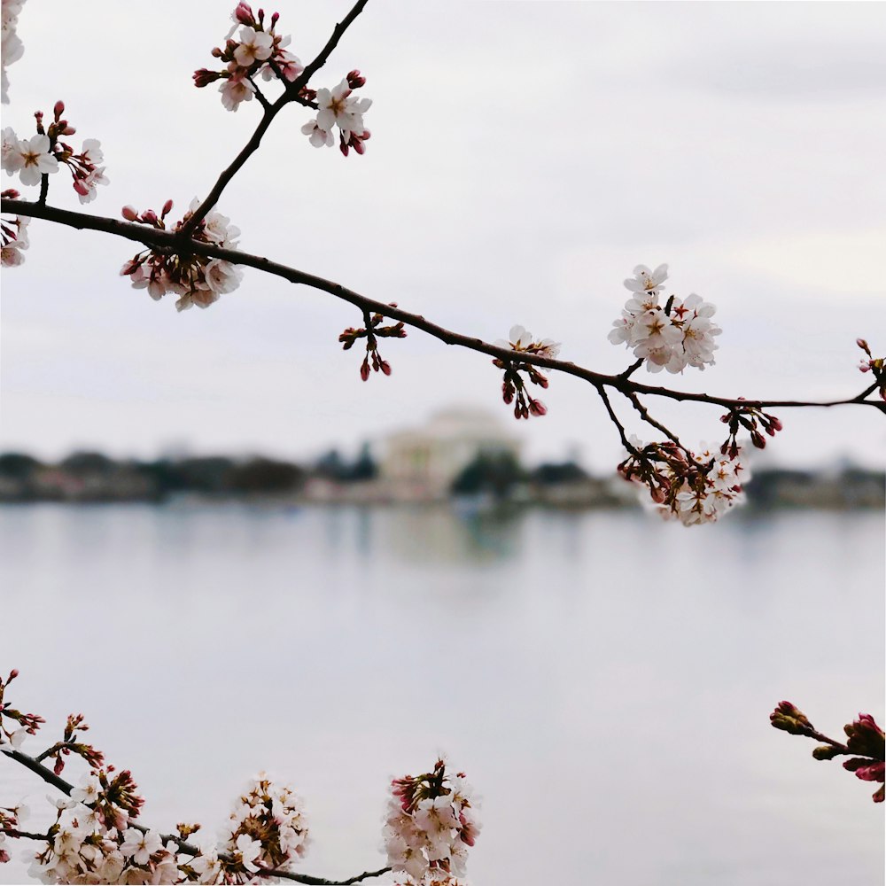 tilt-shift photography of sakura tree