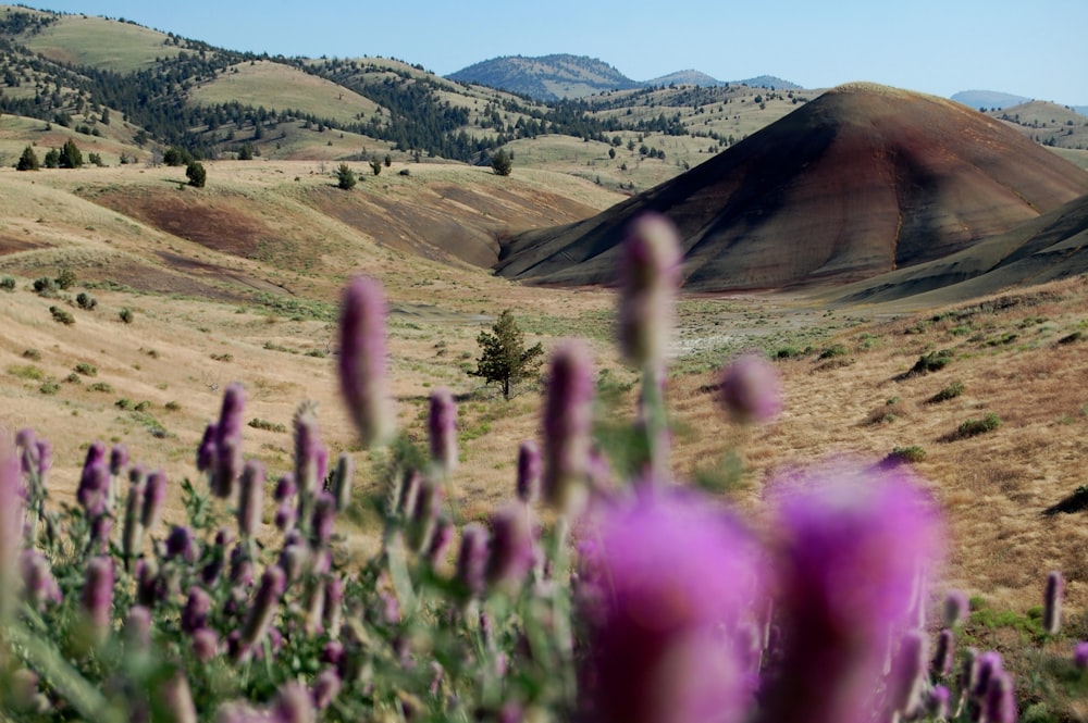 purple flowering plant near valley