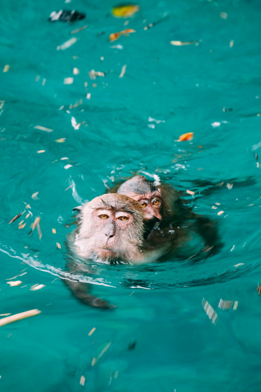 물에서 수영하는 두 마리의 원숭이