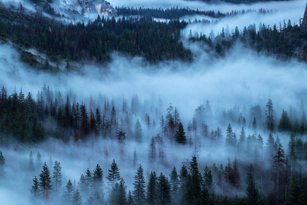 pini coperti di nebbia durante il giorno