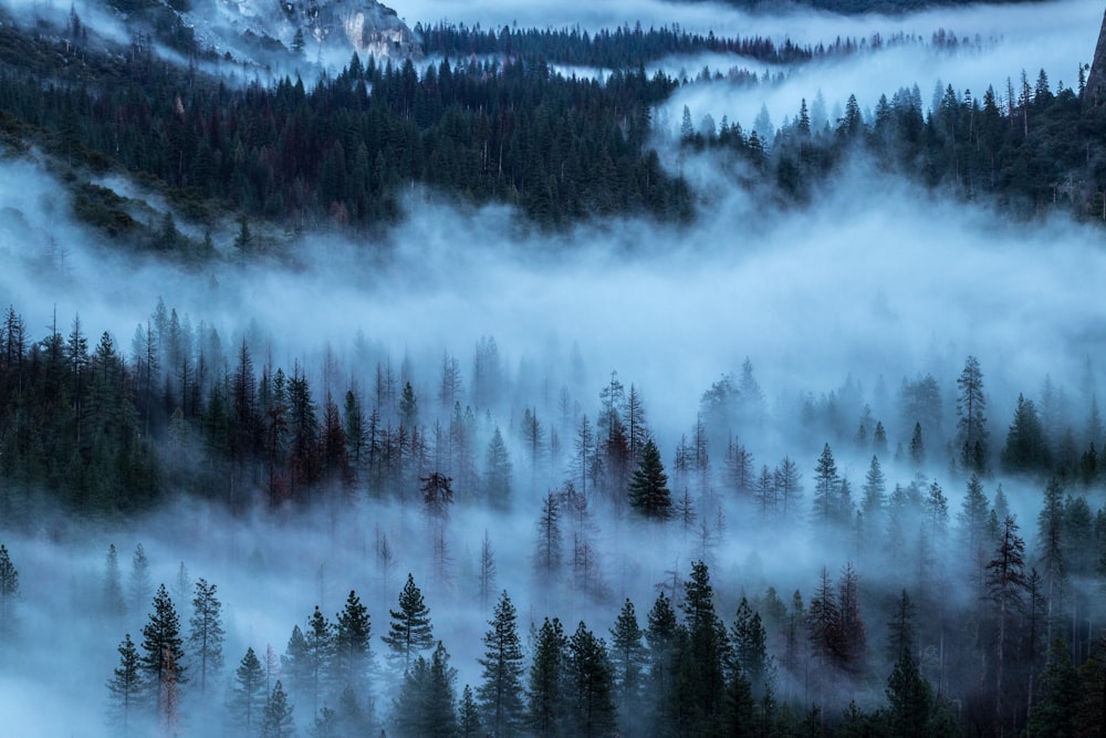pine trees covered with fog during daytime