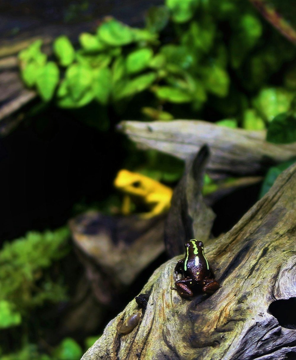 black and green frog on tree branch during daytime