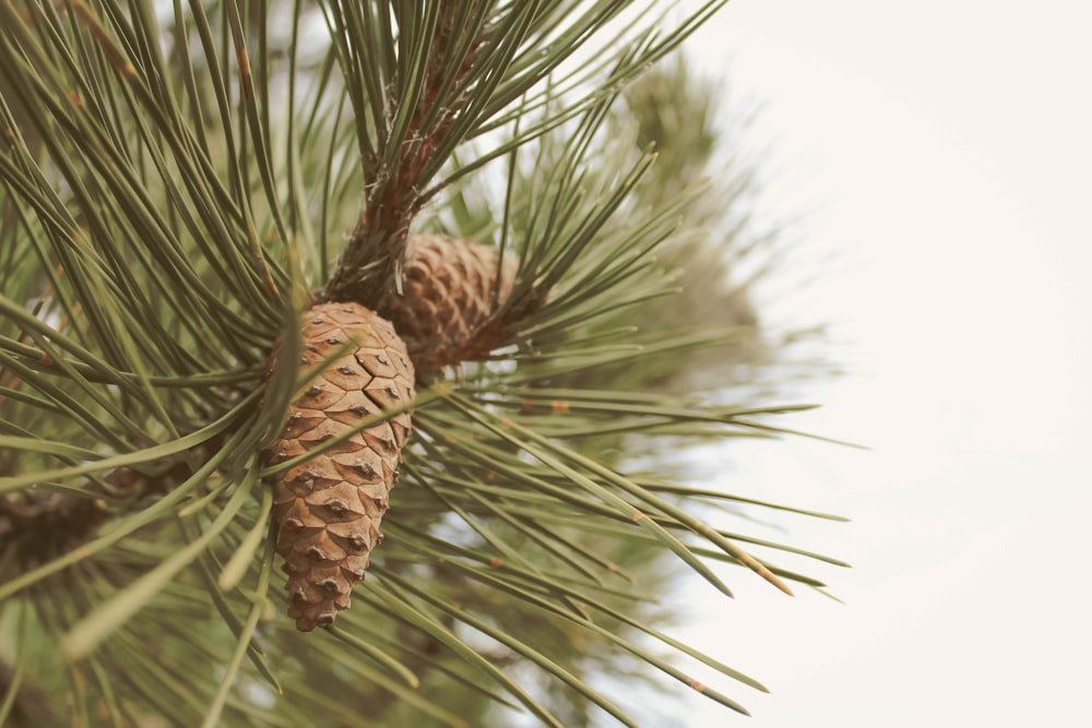 Fotografía de cambio de inclinación de un árbol