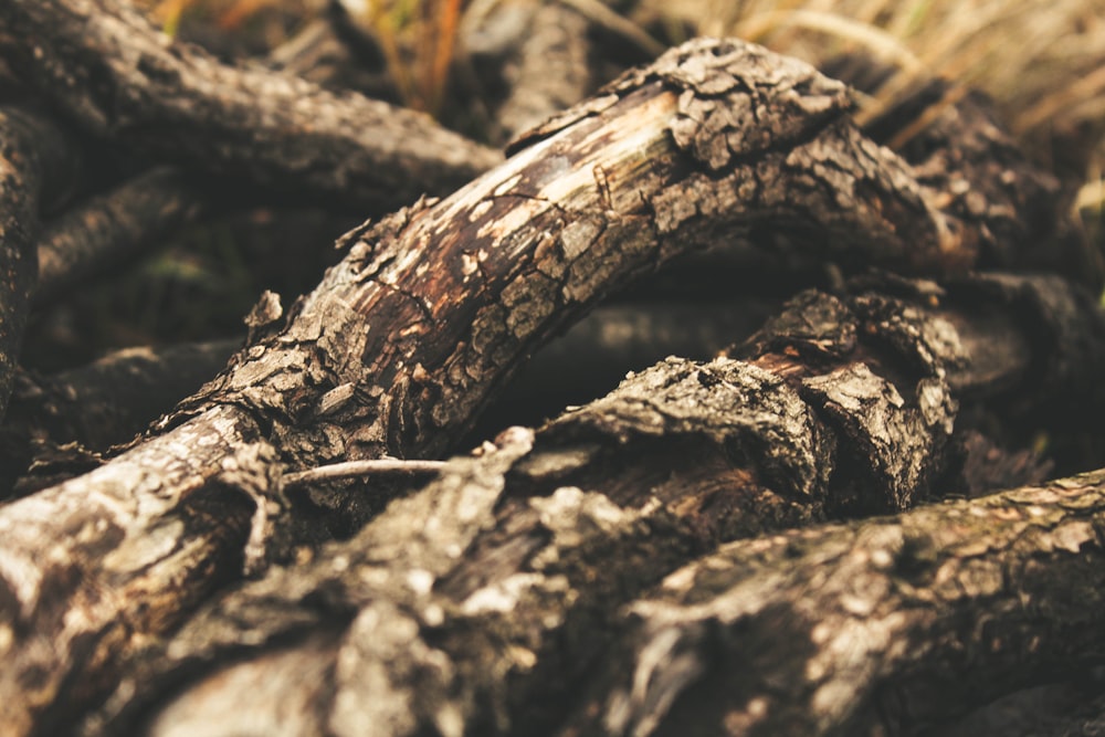 pile of firewood shallow focus photography