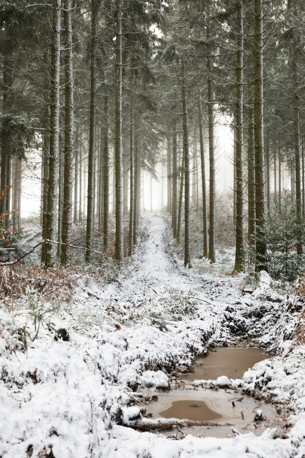 snow covered trail between trees