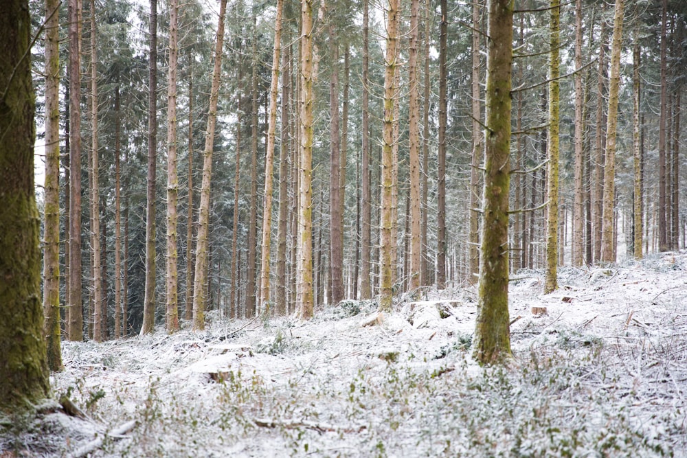 photograph of woods during winter