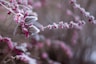 purple flower covered with snow