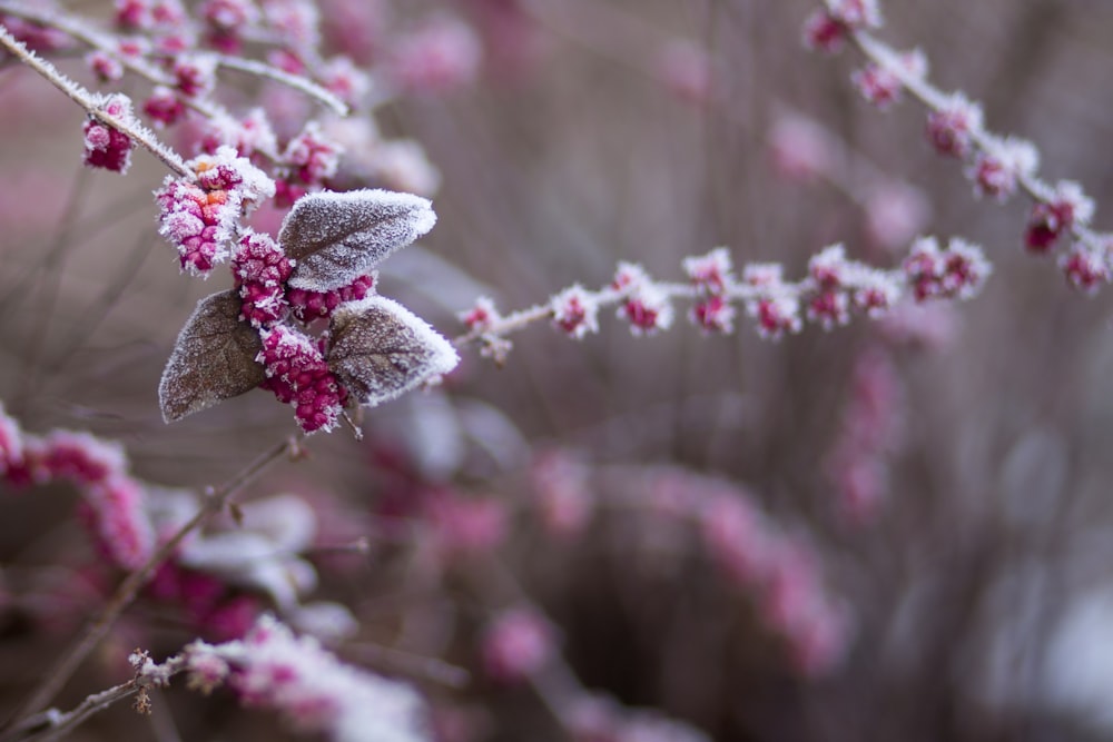 purple flower covered with snow