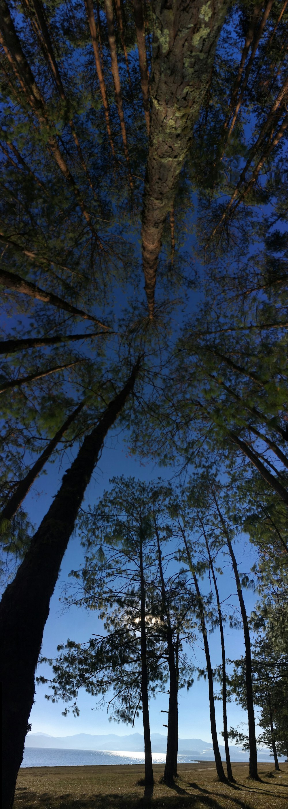 green trees low-angle photography