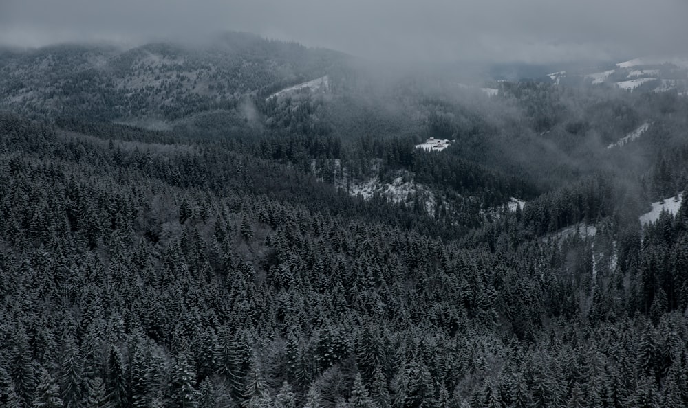 aerial view of trees