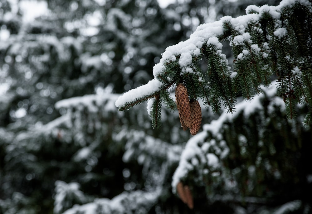 macrophotographie de feuilles vertes recouvertes de neige