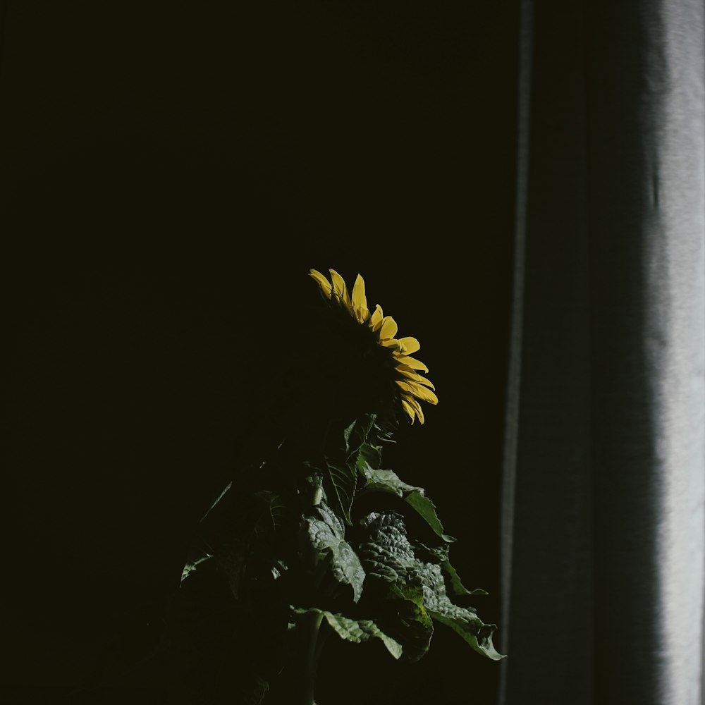 photo of sunflower