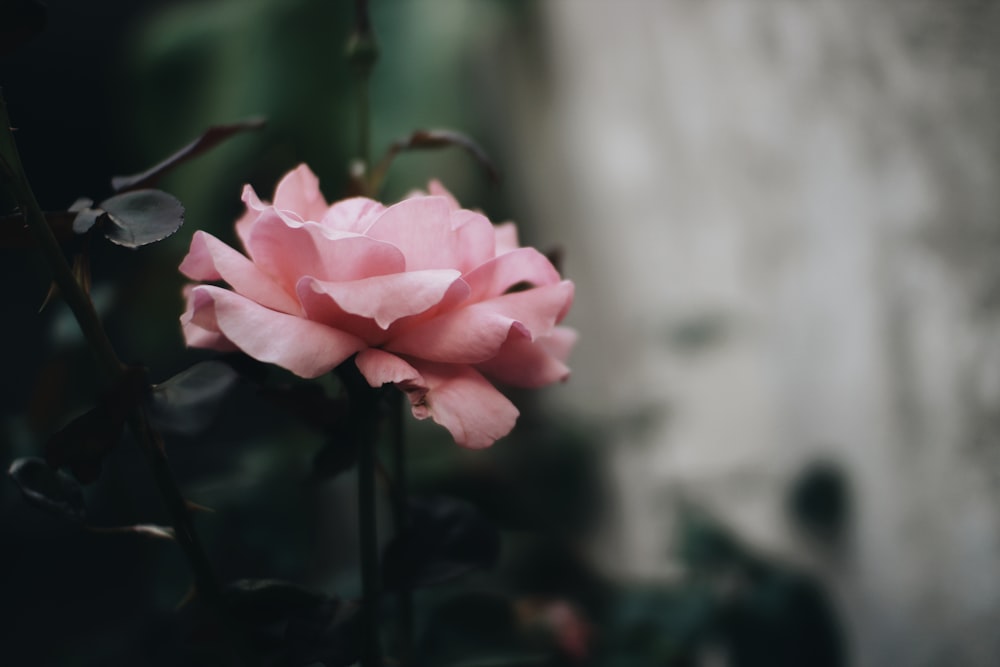 foyer sélectif de la fleur à pétales roses épanouis