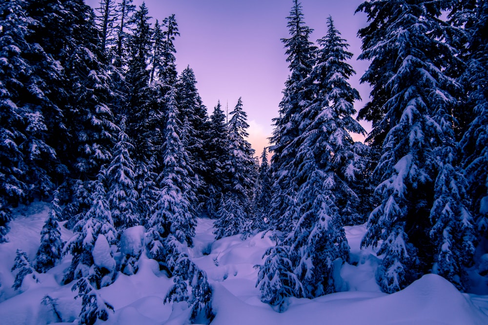 photo of snow-covered tall green leafed trees