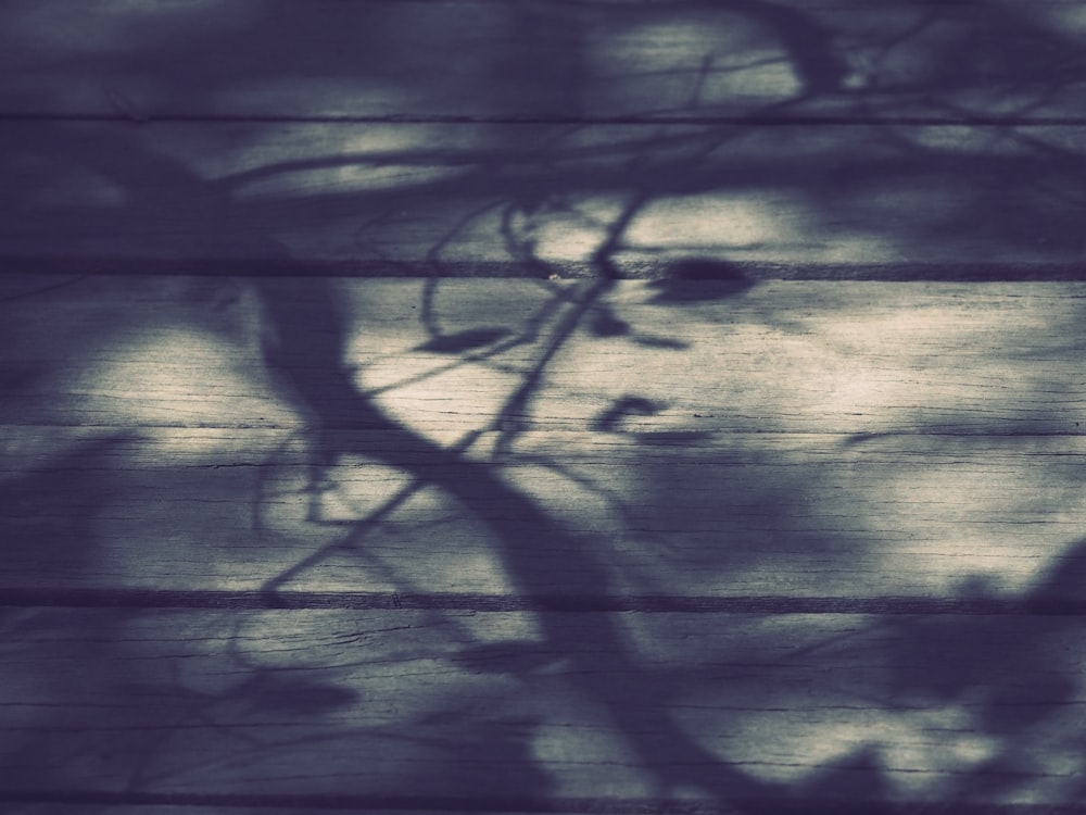 sombra de rama sobre tabla de madera blanca