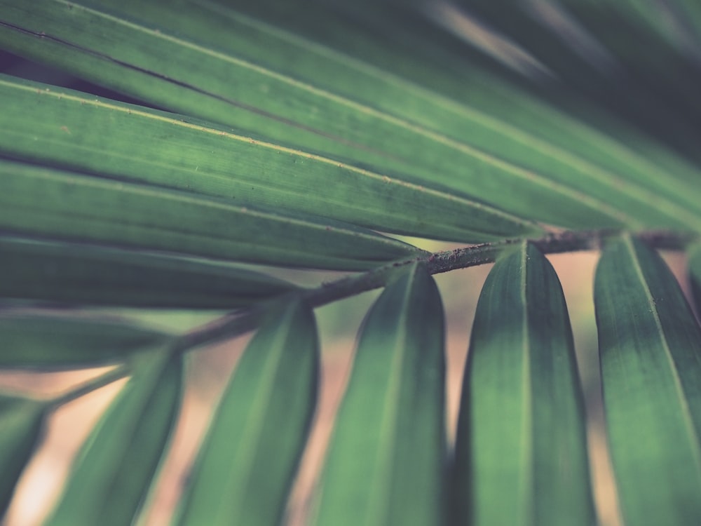 closeup photo of green palm leaf