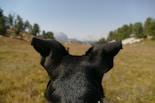 dog's perspective