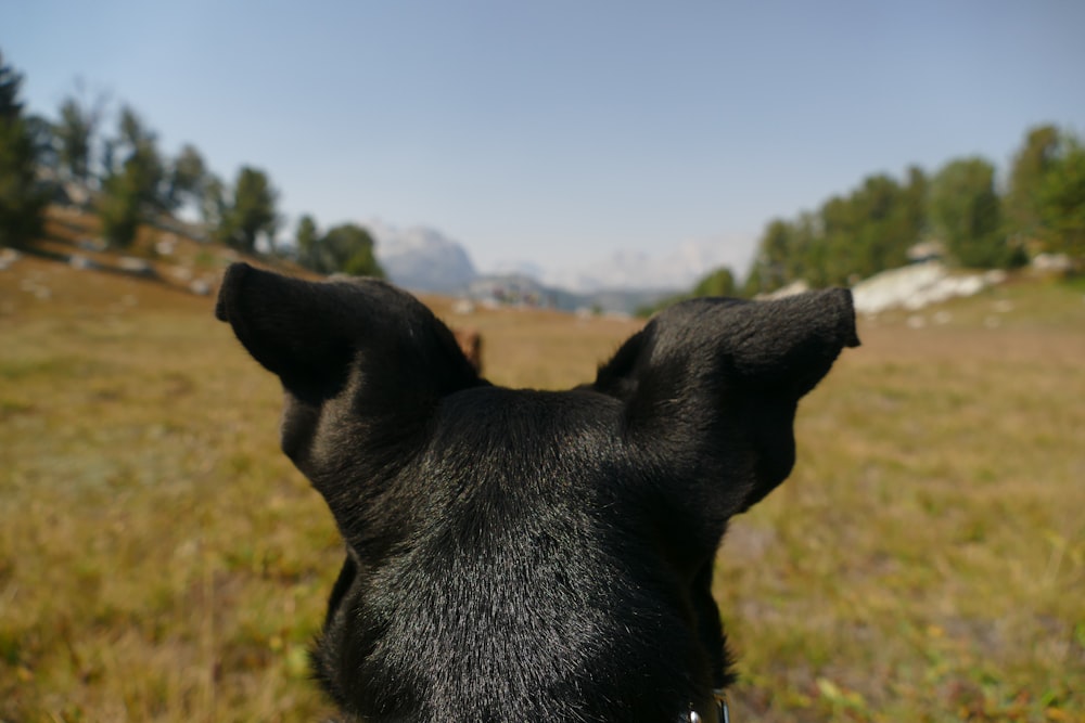 Le point de vue du chien