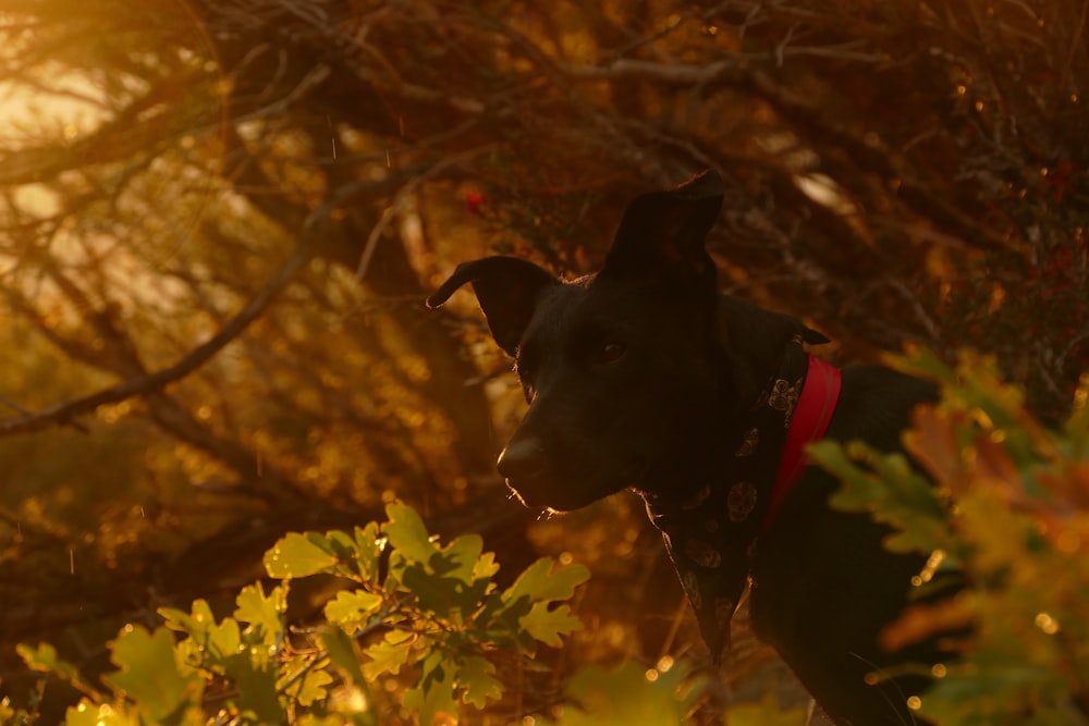 short-coated black dog