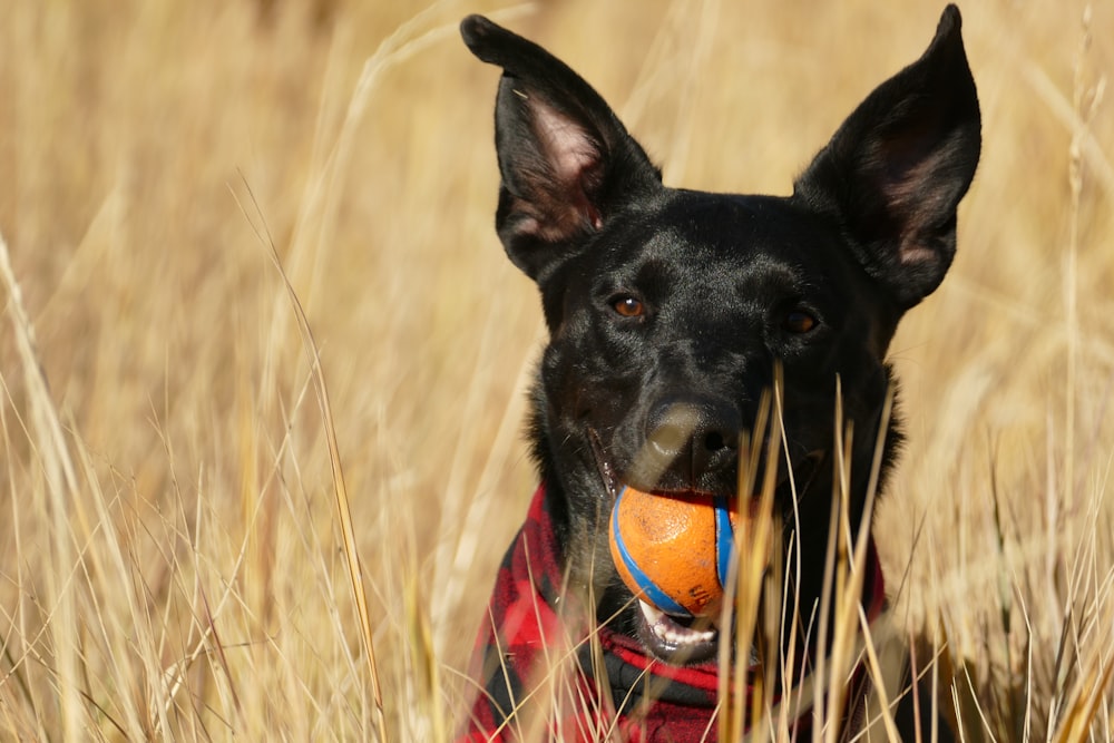 black pet dog with ball in mouth
