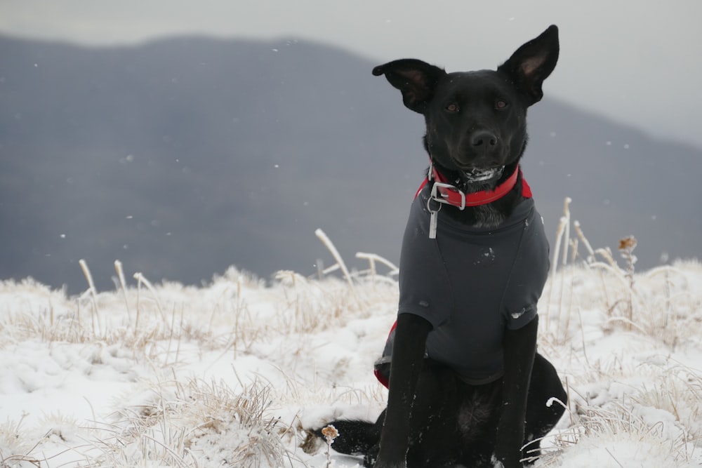 雪の上に座っているショートコートの黒い犬