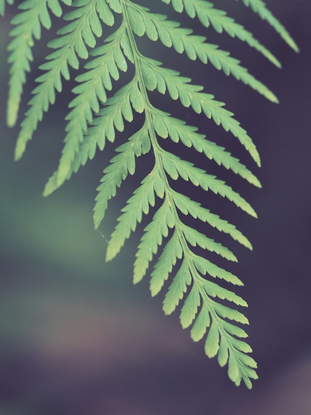 closeup photo of green leaf