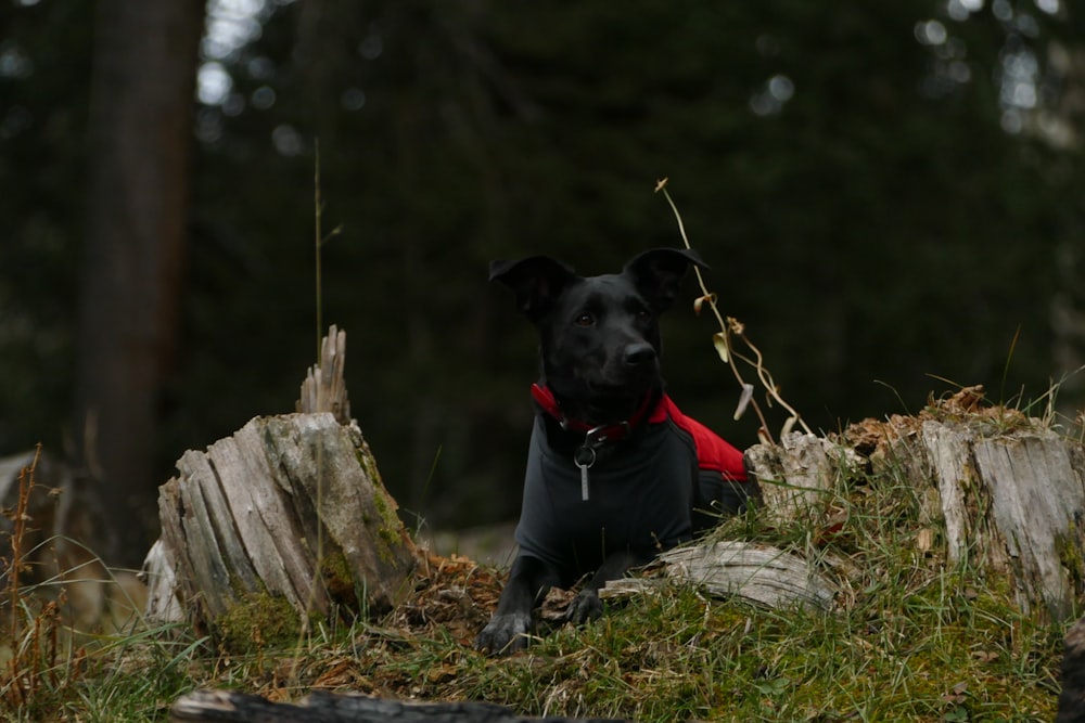black dog in the woods