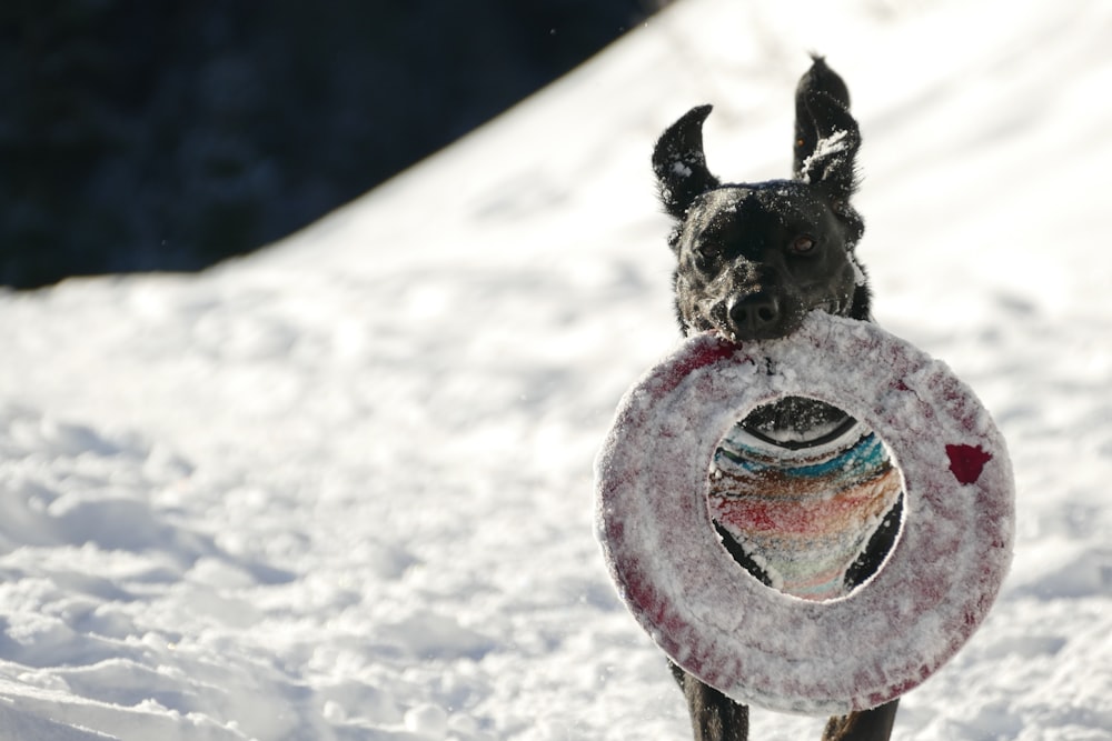 昼間の雪の上に立つ黒い犬のセレクティブフォーカス写真