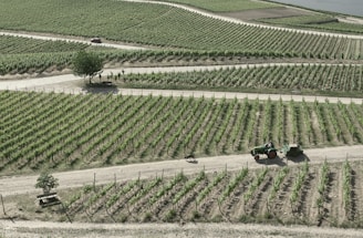 An expansive vineyard with neatly arranged rows of grapevines stretches across the landscape. A dirt path weaves through the vineyard, where a tractor is seen driving with a cart attached. A solitary tree and a bench are visible near the path, providing a small shaded area. The overall appearance is one of agricultural precision and natural beauty.