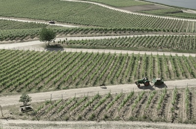 An expansive vineyard with neatly arranged rows of grapevines stretches across the landscape. A dirt path weaves through the vineyard, where a tractor is seen driving with a cart attached. A solitary tree and a bench are visible near the path, providing a small shaded area. The overall appearance is one of agricultural precision and natural beauty.
