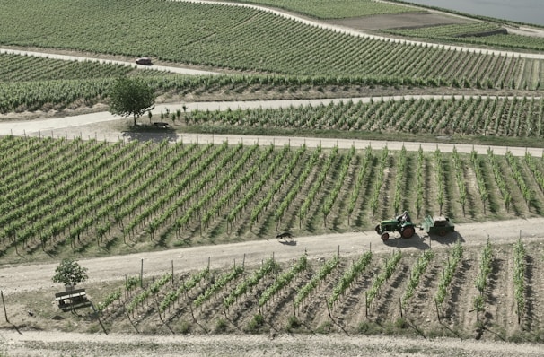 An expansive vineyard with neatly arranged rows of grapevines stretches across the landscape. A dirt path weaves through the vineyard, where a tractor is seen driving with a cart attached. A solitary tree and a bench are visible near the path, providing a small shaded area. The overall appearance is one of agricultural precision and natural beauty.