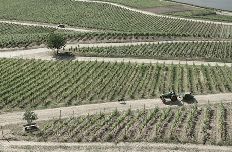 An expansive vineyard with neatly arranged rows of grapevines stretches across the landscape. A dirt path weaves through the vineyard, where a tractor is seen driving with a cart attached. A solitary tree and a bench are visible near the path, providing a small shaded area. The overall appearance is one of agricultural precision and natural beauty.