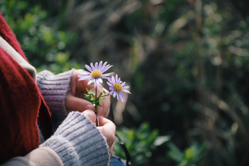 person holding purple aster flowers