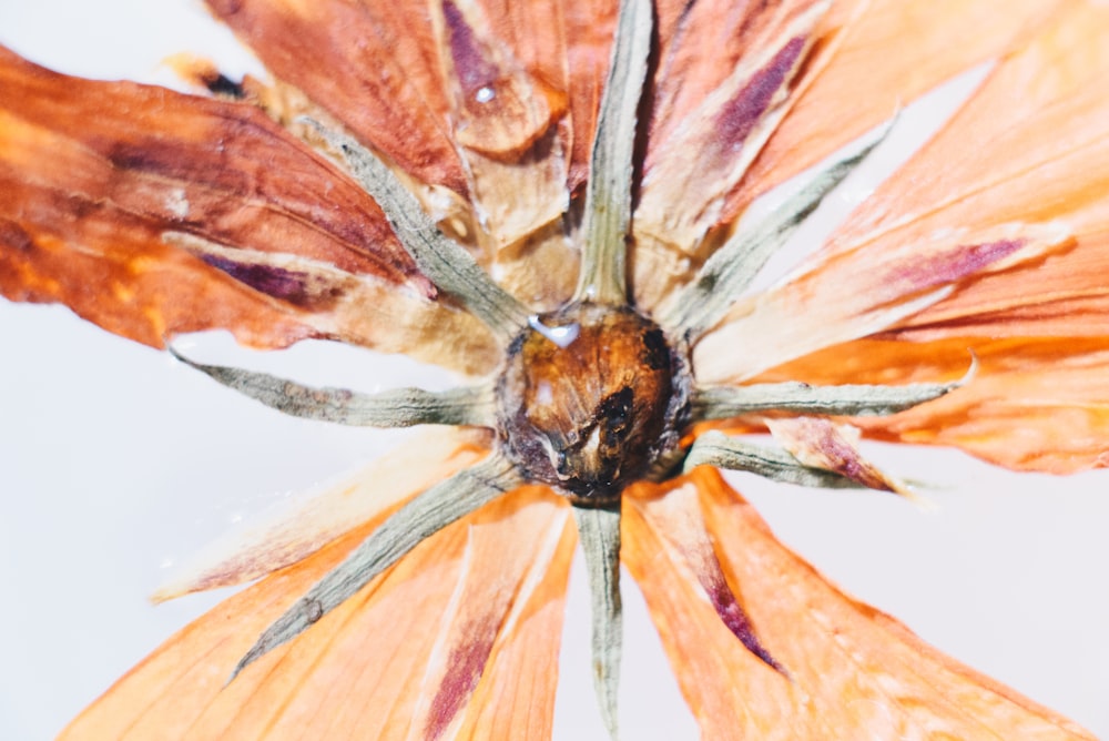 orange and brown flower