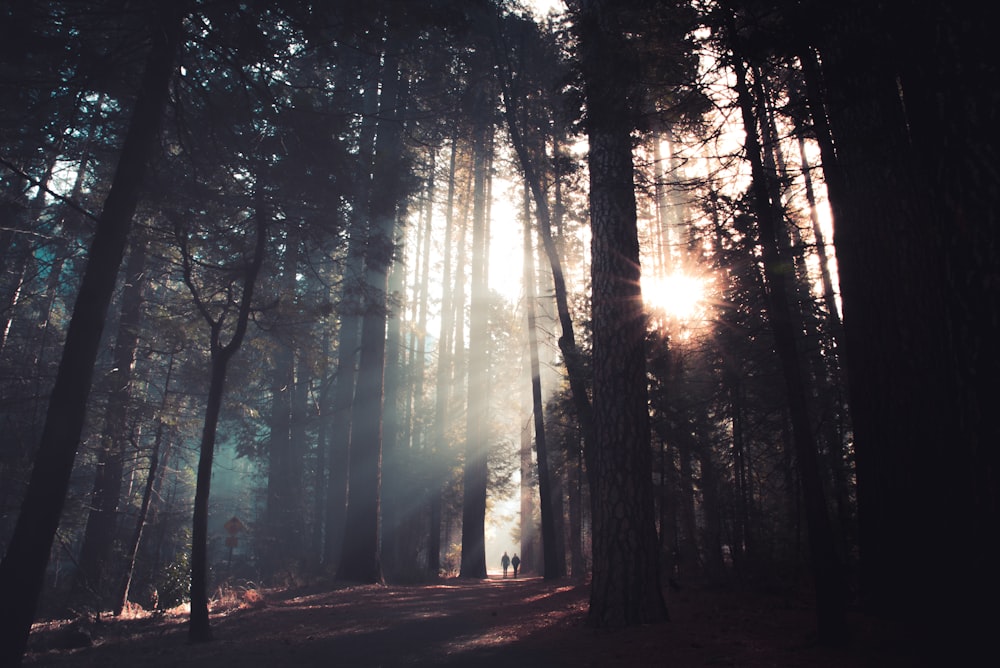 photo de silhouette d’arbres