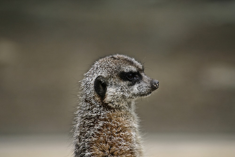 shallow focus photography of gray and black animal