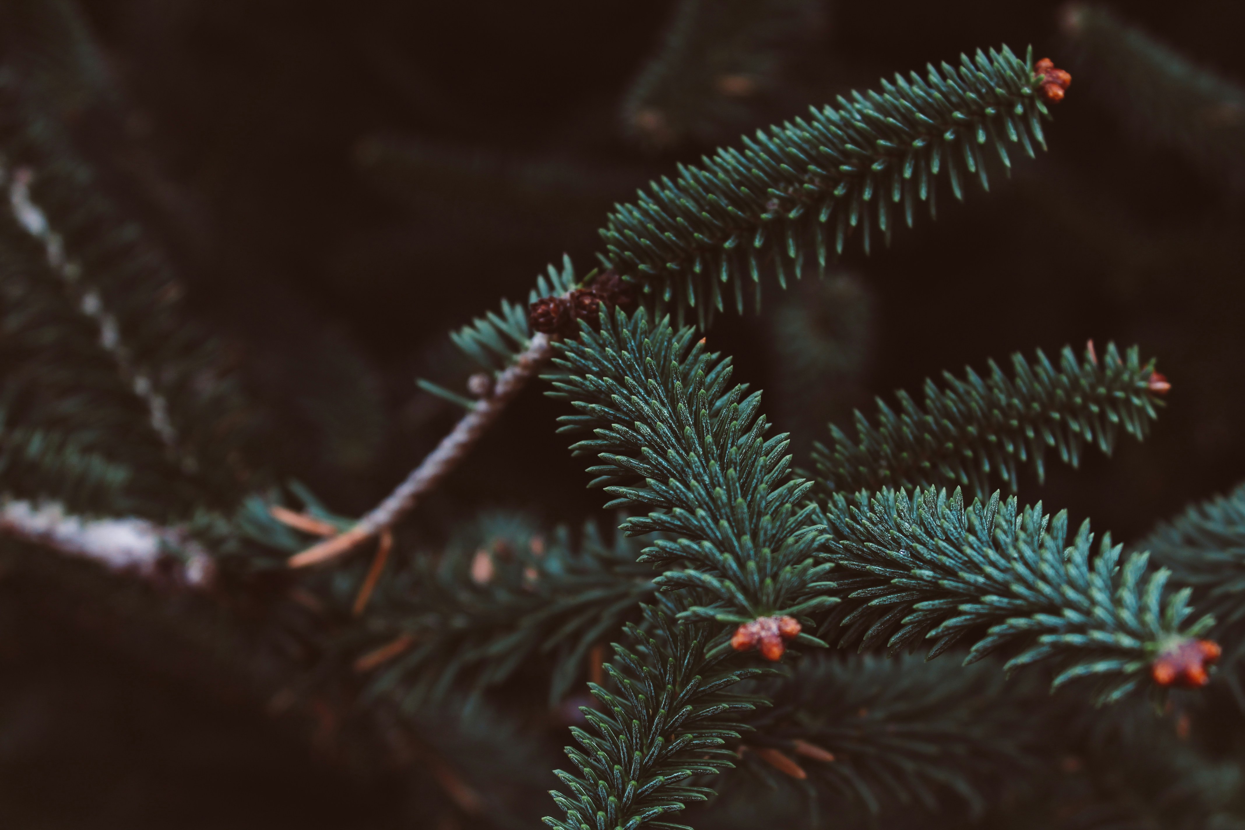 shallow focus photography of green leaves pine tree teams background
