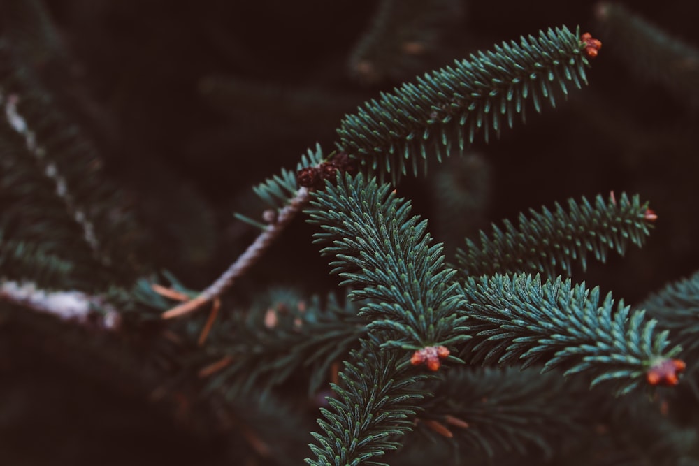 shallow focus photography of green leaves