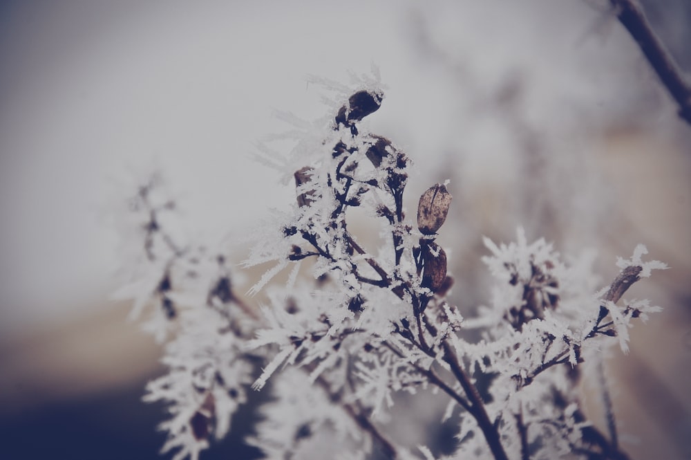 shallow focus photography of white leafed plant