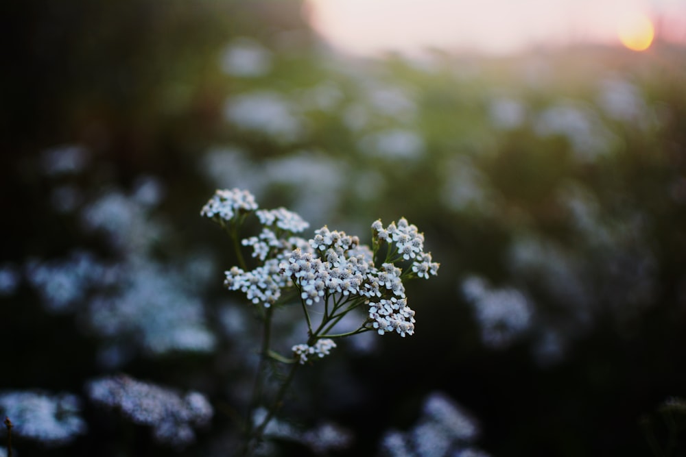 closeup photo of white petaled flowers