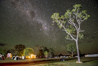green leafed tree during night time