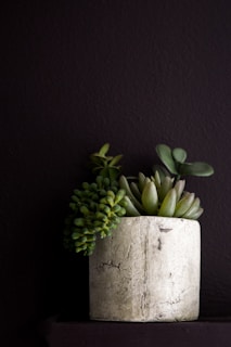 A small, round concrete planter housing a variety of green succulents with differing textures. The planter has a rough, weathered surface, and the background is a dark, muted tone that contrasts with the vibrant green of the plants.