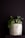 A small, round concrete planter housing a variety of green succulents with differing textures. The planter has a rough, weathered surface, and the background is a dark, muted tone that contrasts with the vibrant green of the plants.