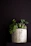 Close-up of a minimalist concrete planter with copper-earth tones, highlighting its smooth texture.