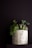 A small, round concrete planter housing a variety of green succulents with differing textures. The planter has a rough, weathered surface, and the background is a dark, muted tone that contrasts with the vibrant green of the plants.