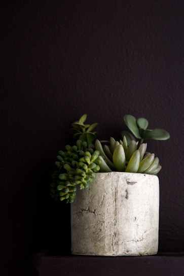 Close-up of a concrete planter holding a small green plant, showcasing artisanal texture.