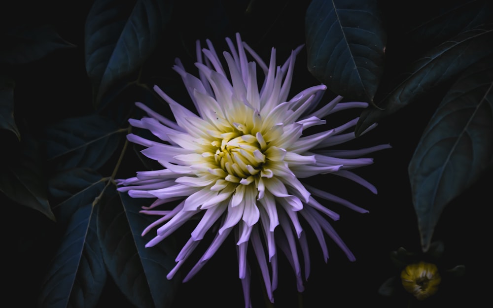 fleur violette et blanche